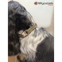 Collier en cuir Hunting Alu-Strong - Olive