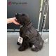 Manteau pour chien 'Uppsala" 2 en 1