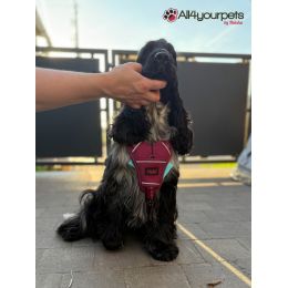 Harnais Anatomy Halti - magenta