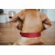 Collier en cuir Aalborg Special - Rouge