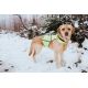 Gilet de haute visibilité pour chiens