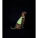 Gilet de haute visibilité pour chiens