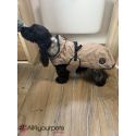 Manteau pour chien 'Uppsala" 2 en 1- Beige