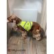 Gilet de haute visibilité pour chiens