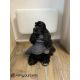 Peignoir de bain pour chiens Riga - Gris