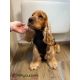 Manteau pour chiens Paxson - Noir