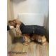 Manteau pour chiens Paxson - Noir
