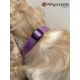 Collier parme en nylon réglable pour chien