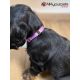 Collier parme en nylon réglable pour chien