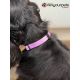 Collier parme en nylon réglable pour chien