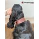 Collier en cuir Aalborg Special - Brun foncé