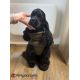 Manteau pour chiens Paxson