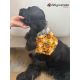 Bandana - Foulard -Fait main - Attache noeud - Motif "Pumpkin" - Taille "Cocker"