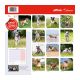 Calendrier American Staffordshire Terrier