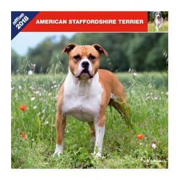 American Staffordshire Terrier calendar