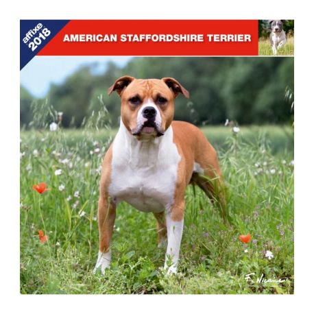 American Staffordshire Terrier calendar