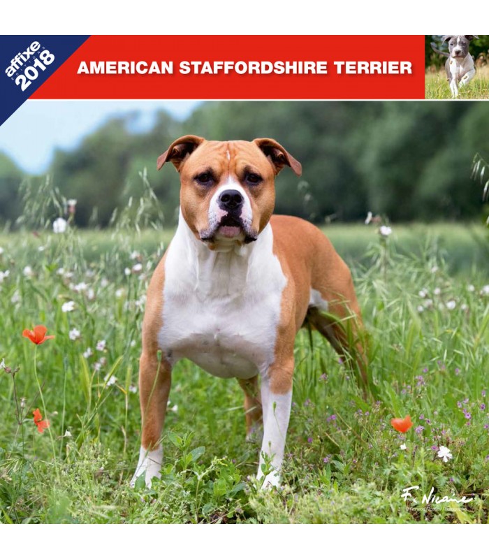 Calendrier American Staffordshire Terrier 