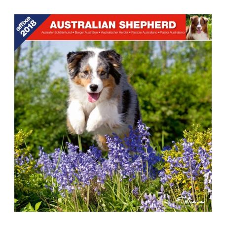 Australian Shepherd calendar