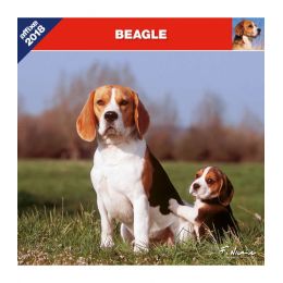 Beagle calendar