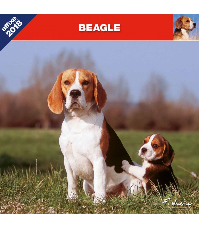 Beagle calendar