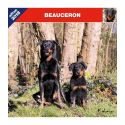 Beauceron calendar