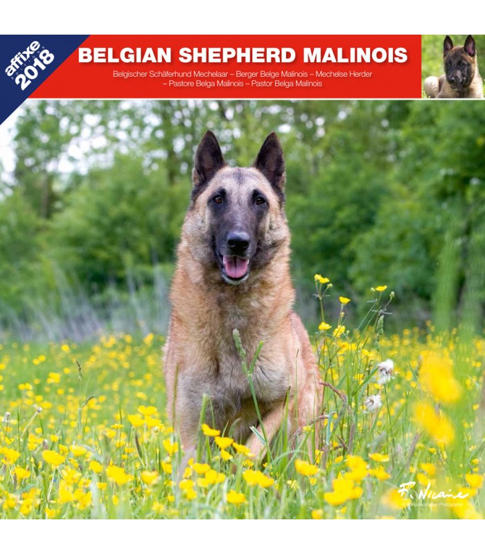 Belgian Shepherd Malinois calendar
