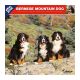 Bernese Mountain Dog calendar