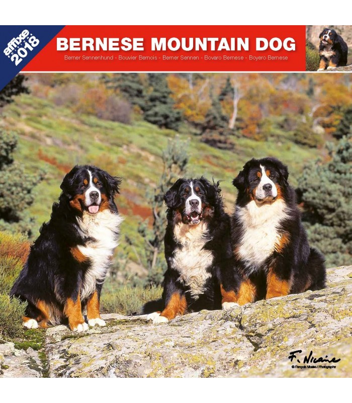 Bernese Mountain Dog calendar