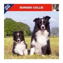 Border Collie calendar