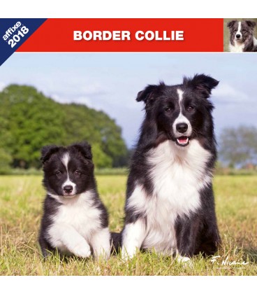 Calendrier Border Collie