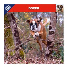 Boxer calendar