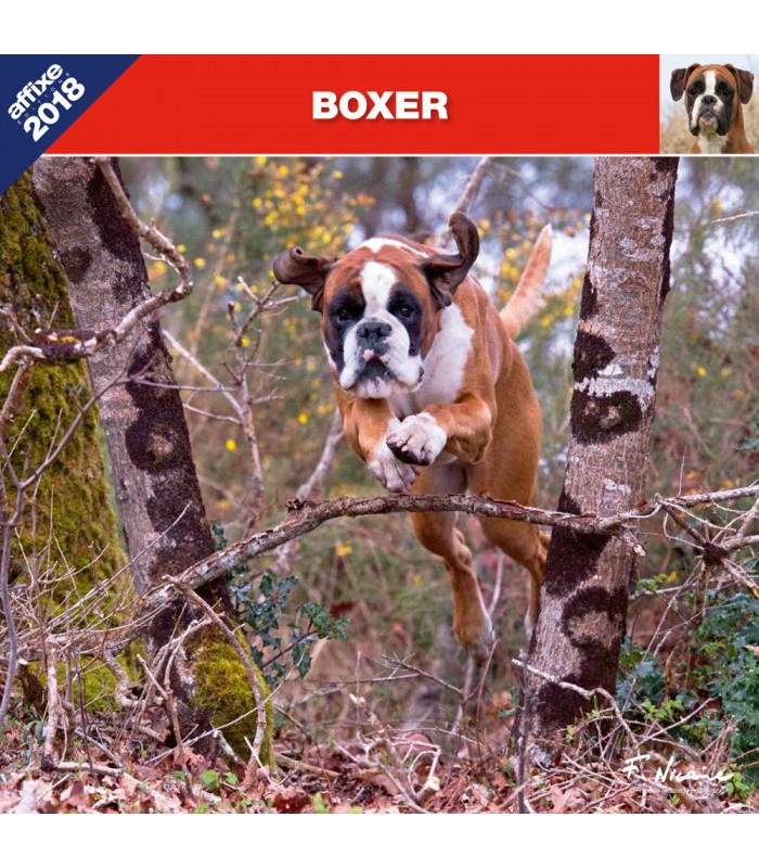 Calendrier Boxer