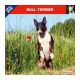Bull Terrier calendar