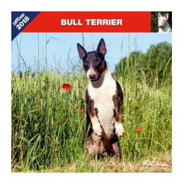 Calendrier Bull Terrier