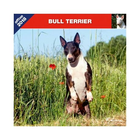 Calendrier Bull Terrier