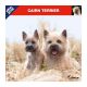 Cairn Terrier calendar