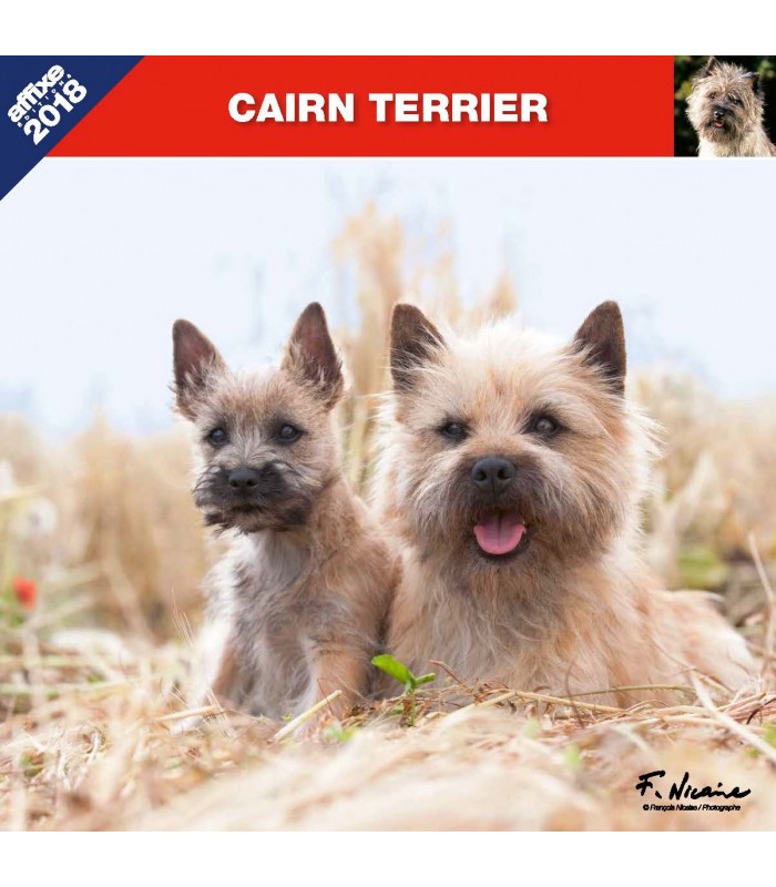 Calendrier Cairn Terrier