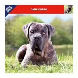 Calendrier Cane Corso