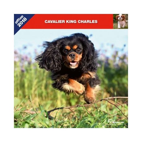 Cavalier King Charles calendar