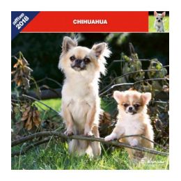 Calendrier Chihuahua