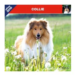 Collie calendar