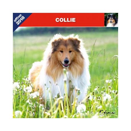 Calendrier Collie