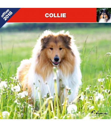 Calendrier Collie