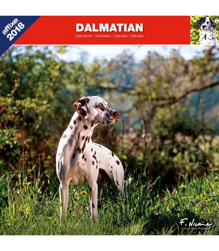 Calendrier Dalmatien