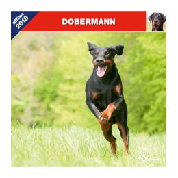 Calendrier Dobermann