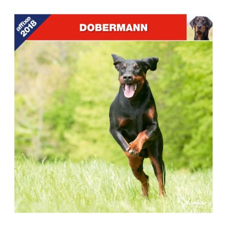 Calendrier Dobermann