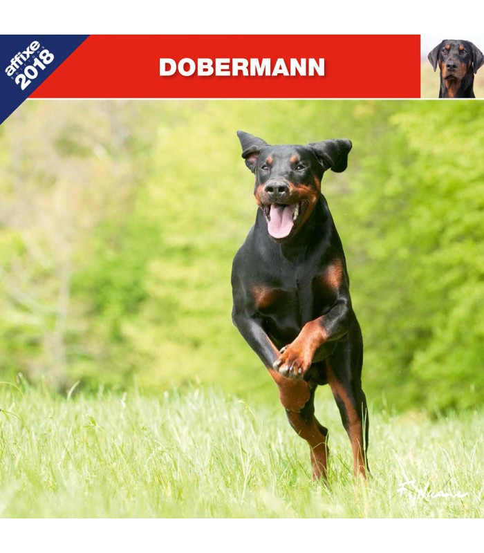 Dobermann calendar