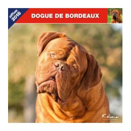 Calendrier Dogue de Bordeaux