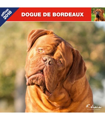 Calendrier Dogue de Bordeaux
