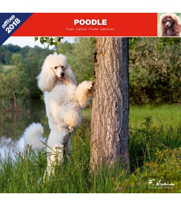 Poodle calendar